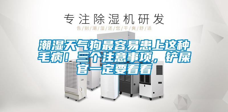 潮濕天氣狗最容易患上這種毛??！三個注意事項，鏟屎官一定要看看